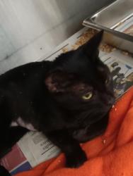 Shelter Stray Female Cat last seen , 1850 W 60th St, Los Angeles, CA 90047, USA