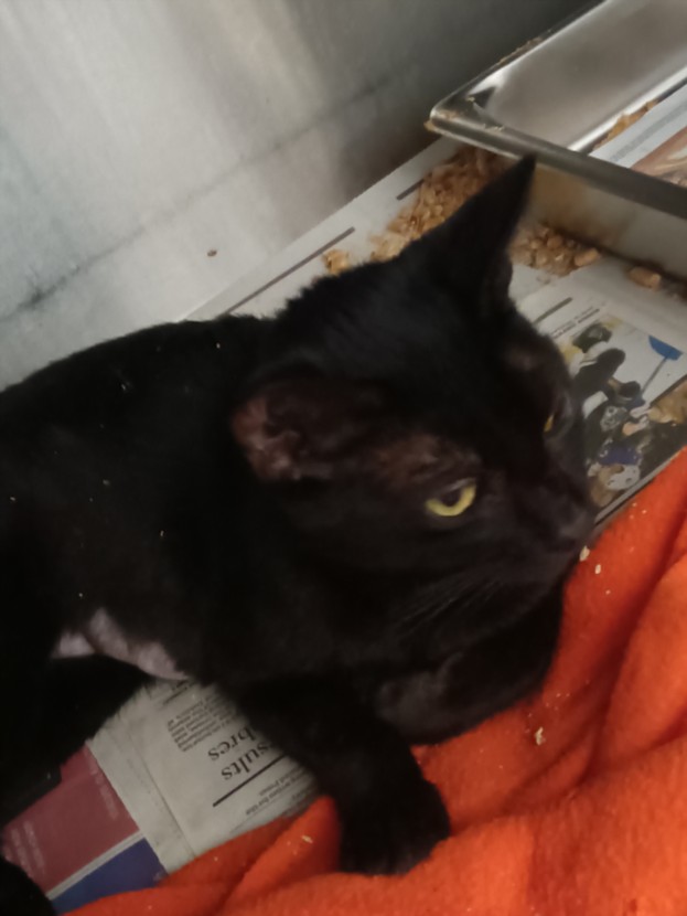 Shelter Stray Female Cat last seen , 1850 W 60th St, Los Angeles, CA 90047, USA