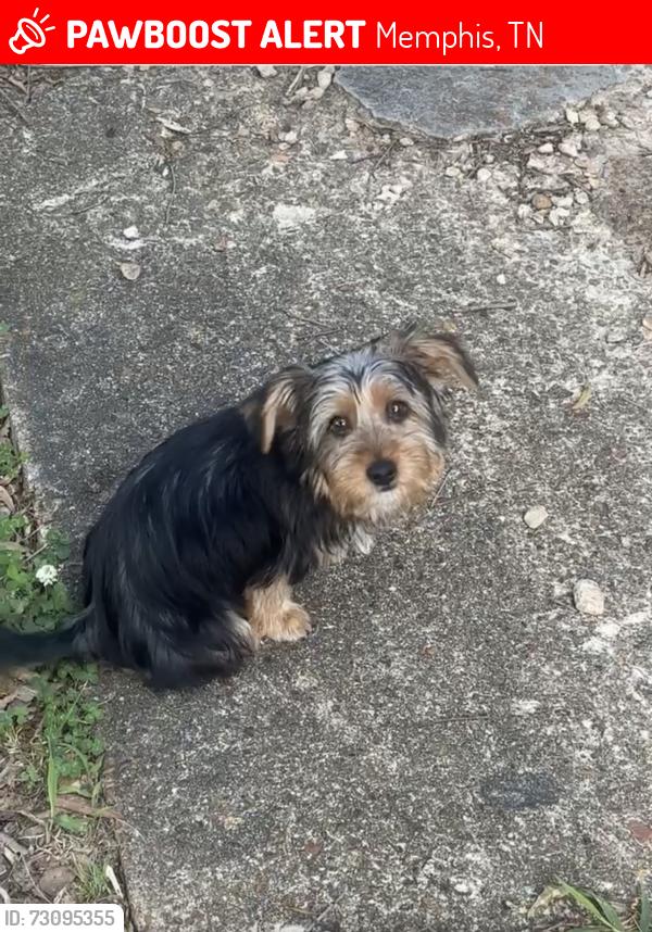 Lost Male Dog last seen Woodale and stone, Memphis, TN 38118