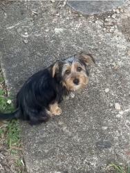 Lost Male Dog last seen Woodale and stone, Memphis, TN 38118