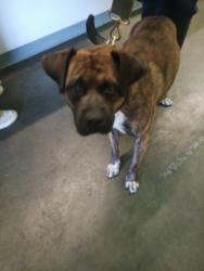 Shelter Stray Male Dog last seen , 1850 W 60th St, Los Angeles, CA 90047, USA