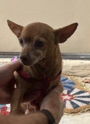 Reunited Male Dog last seen Near freeway near 202, Phoenix, AZ 85008