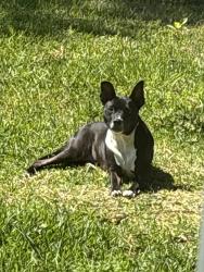 Lost Female Dog last seen Fairmount park, La Porte, TX 77571