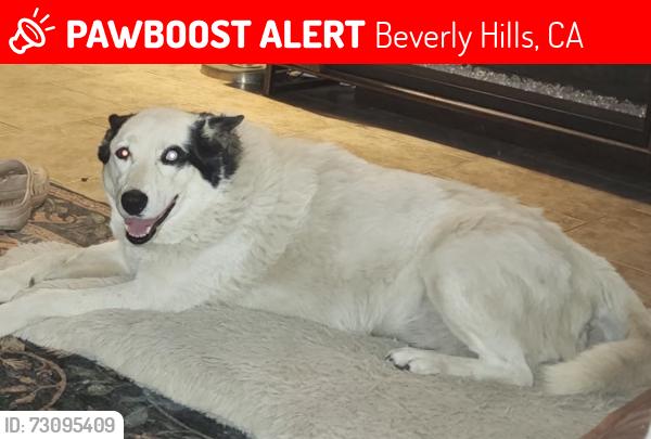 Lost Female Dog last seen Tulare Ave and Highway 99, Beverly Hills, CA 90211