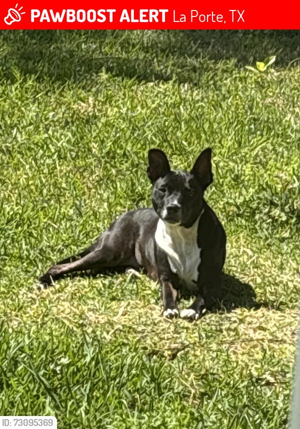 Lost Female Dog last seen Fairmount park, La Porte, TX 77571