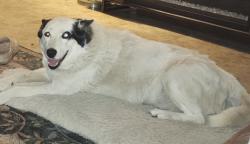 Lost Female Dog last seen Tulare Ave and Highway 99, Beverly Hills, CA 90211