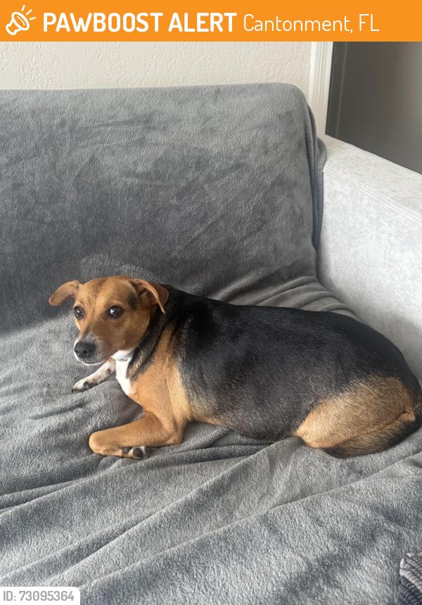 Found/Stray Female Dog last seen Gulf Beach Highway, Cantonment, FL 32533
