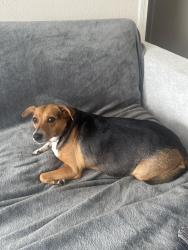 Found/Stray Female Dog last seen Gulf Beach Highway, Cantonment, FL 32533