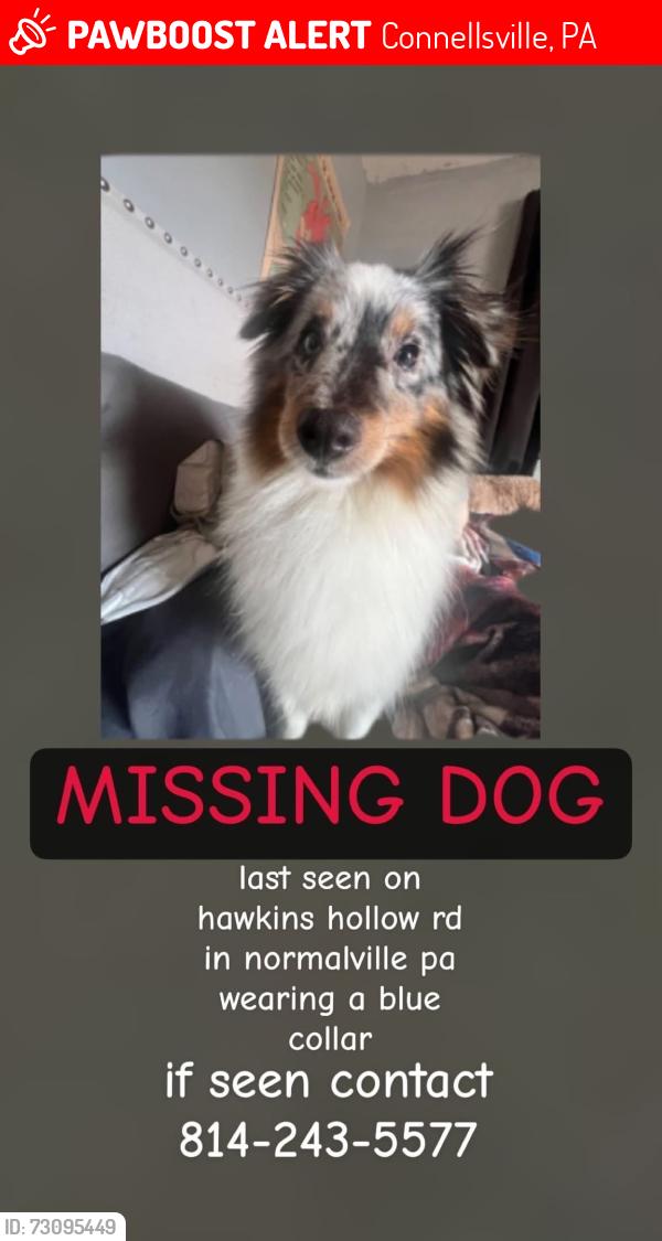 Lost Female Dog last seen Normalville, Connellsville, PA 15425