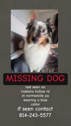Lost Female Dog last seen Normalville, Connellsville, PA 15425