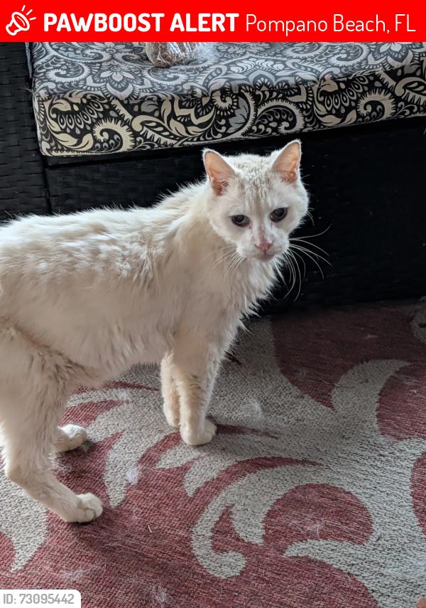 Lost Male Cat last seen Terra Mar dr and A1A, Pompano Beach, FL 33062