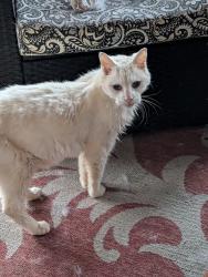 Lost Male Cat last seen Terra Mar dr and A1A, Pompano Beach, FL 33062