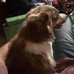 Lost Male Dog last seen Rancho Santa Fe, San Marcos, CA 92069