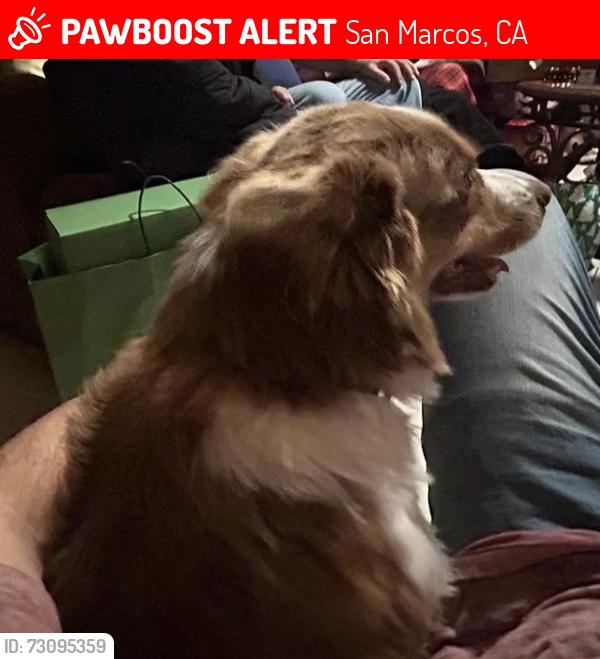 Lost Male Dog last seen Rancho Santa Fe, San Marcos, CA 92069