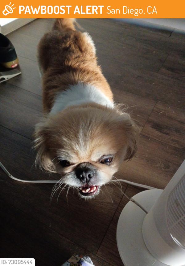 Found/Stray Female Dog last seen Near west san Ysidro blvd, San Diego, CA 92173