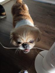 Found/Stray Female Dog last seen Near west san Ysidro blvd, San Diego, CA 92173