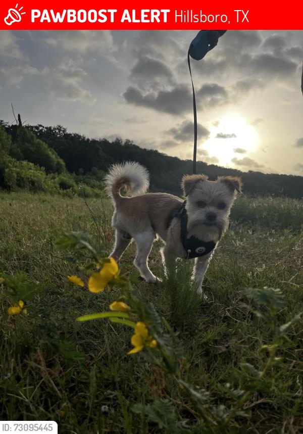 Lost Male Dog last seen Smith street, Craig street, and city park, Hillsboro, TX 76645