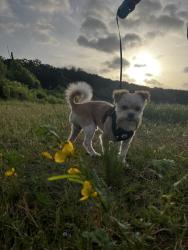 Lost Male Dog last seen Smith street, Craig street, and city park, Hillsboro, TX 76645