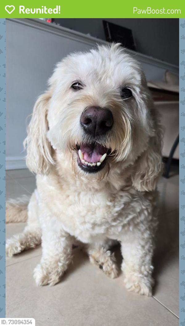 Reunited Male Dog last seen Laredo avenue and Pompey avenue, Staten Island, NY 10308