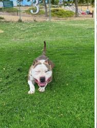 Found/Stray Male Dog last seen Wilder Fields, Orinda, Orinda, CA 94563