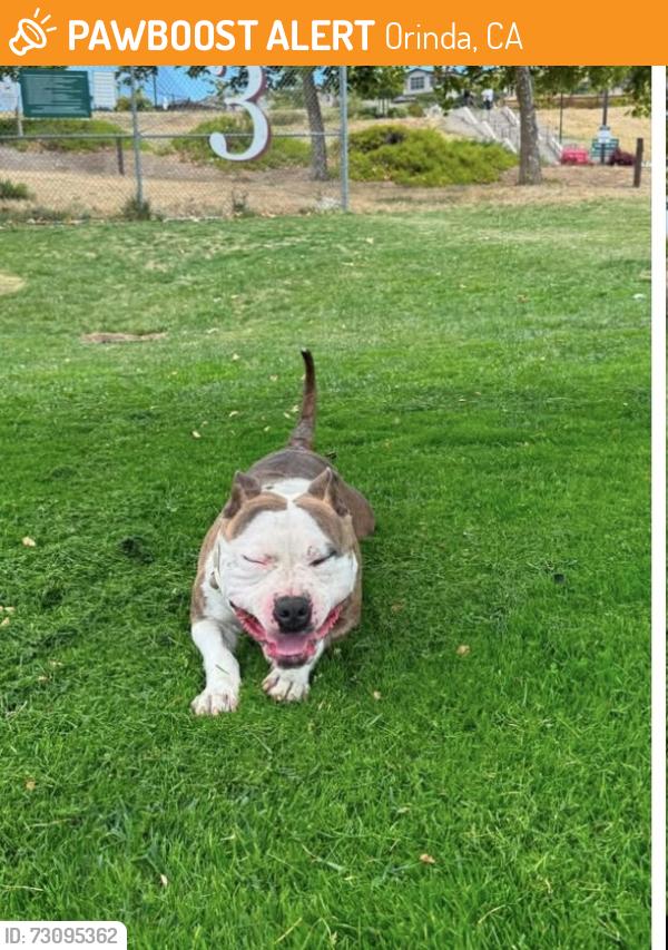 Found/Stray Male Dog last seen Wilder Fields, Orinda, Orinda, CA 94563