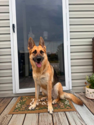 Reunited Female Dog last seen K&M Ct., Belton, SC, Anderson County, SC 29621