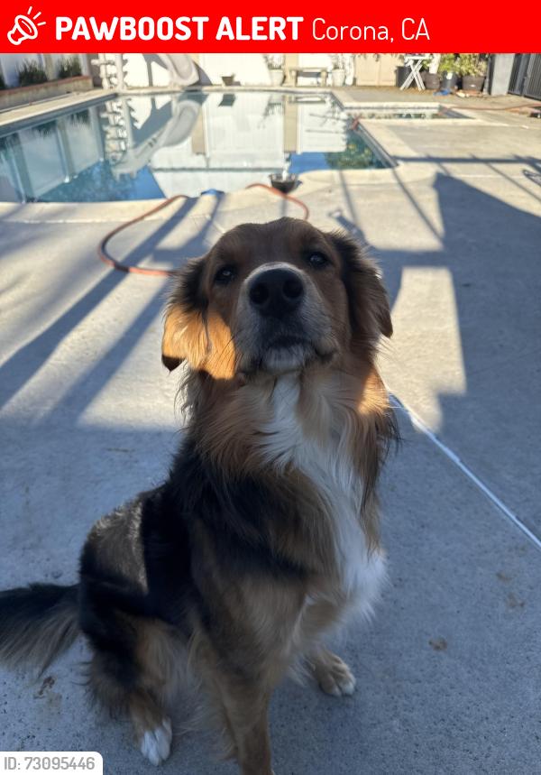 Lost Male Dog last seen River road, Corona, CA 92878
