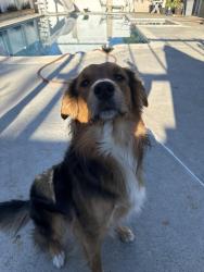 Lost Male Dog last seen River road, Corona, CA 92878