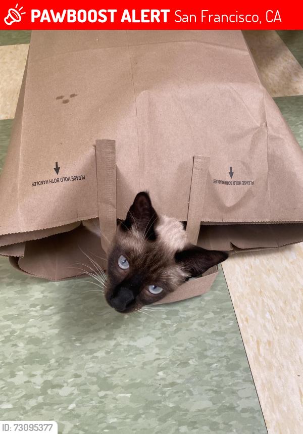 Lost Male Cat last seen 24th kirkham and lawton, San Francisco, CA 94122