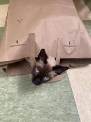 Lost Male Cat last seen 24th kirkham and lawton, San Francisco, CA 94122
