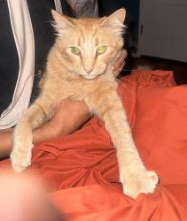 Reunited Male Cat last seen Warren st and prospect terr, Hayward, CA 94541