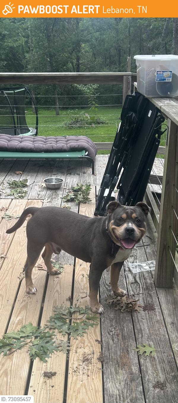 Found/Stray Male Dog last seen Highway 109 and timber rail drive, Lebanon, TN 37090