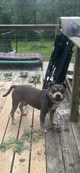 Found/Stray Male Dog last seen Highway 109 and timber rail drive, Lebanon, TN 37090