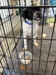 Found/Stray Female Dog last seen Highway 54 and raspberry run in Graham NC, Graham, NC 27253