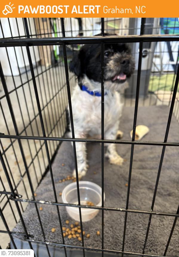 Found/Stray Female Dog last seen Highway 54 and raspberry run in Graham NC, Graham, NC 27253