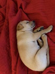 Found/Stray Male Dog last seen Walzem, San Antonio, TX 78239
