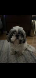 Lost Female Dog last seen Near raspberry Ln, Crowley, TX 76036