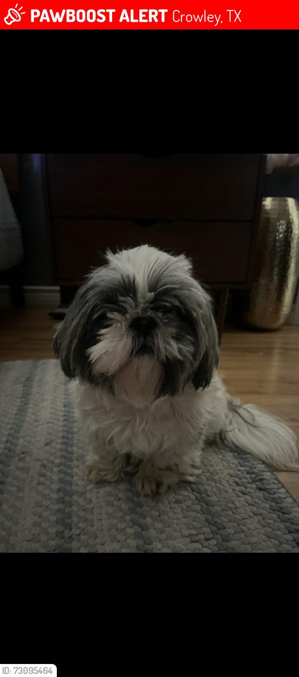 Lost Female Dog last seen Near raspberry Ln, Crowley, TX 76036