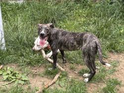 Lost Female Dog last seen Baughman ave beside of sonic, Danville, KY 40422