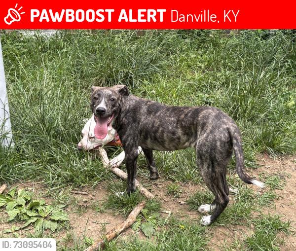 Lost Female Dog last seen Baughman ave beside of sonic, Danville, KY 40422