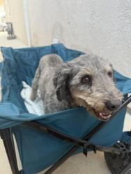 Found/Stray Male Dog last seen church ave, Highland, CA 92346