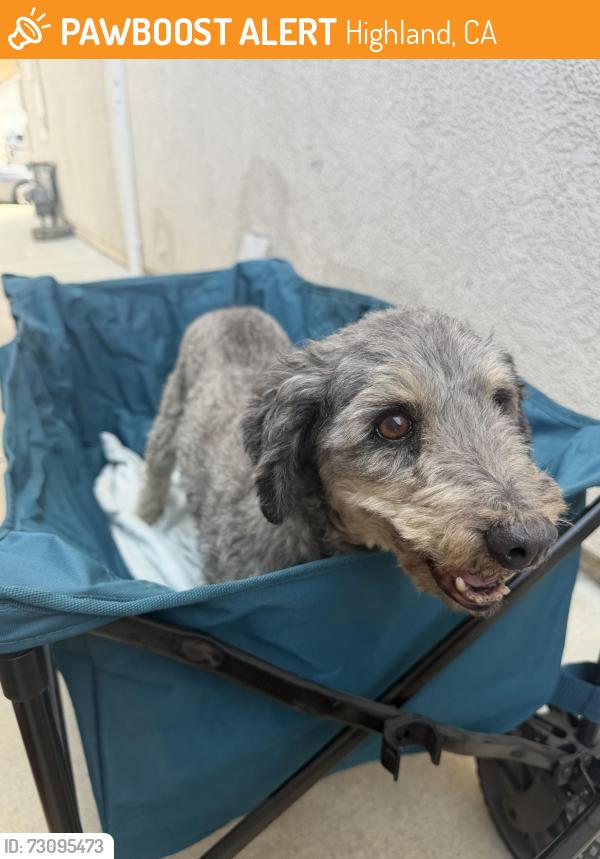 Found/Stray Male Dog last seen church ave, Highland, CA 92346