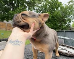 Lost Male Dog last seen 81st and Yale, Tulsa, OK 74137