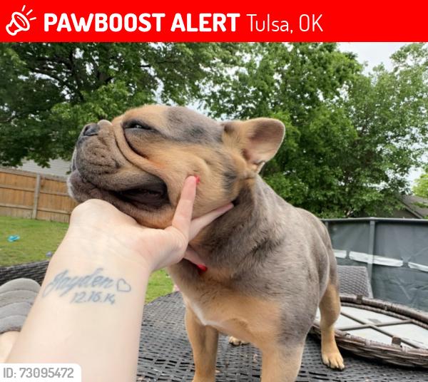 Lost Male Dog last seen 81st and Yale, Tulsa, OK 74137