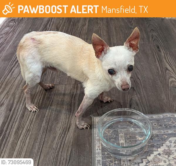 Found/Stray Male Dog last seen Near N Main, SIlver Leaf MHP, Mansfield, TX 76063