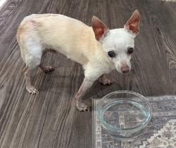 Found/Stray Male Dog last seen Near N Main, SIlver Leaf MHP, Mansfield, TX 76063