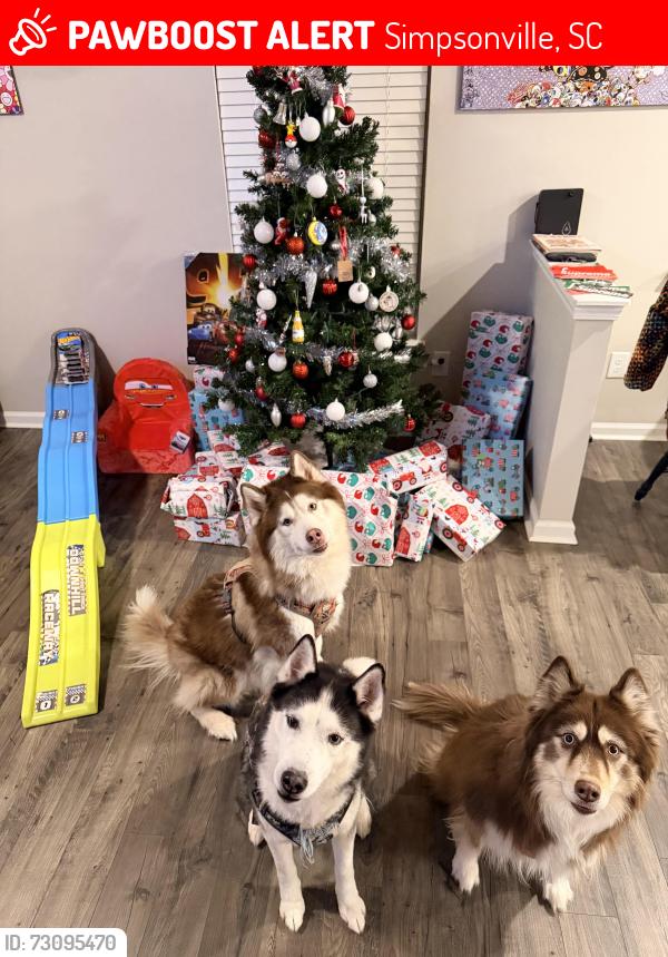 Lost Male Dog last seen baldwin chase neighborhood, Simpsonville, SC 29680