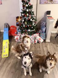 Lost Male Dog last seen baldwin chase neighborhood, Simpsonville, SC 29680