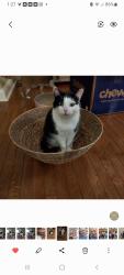 Reunited Male Cat last seen Buckhorn lake rd, Holly, MI 48442