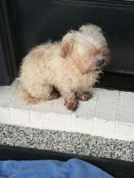Reunited Female Dog last seen Harmony section, Spring, TX 77386